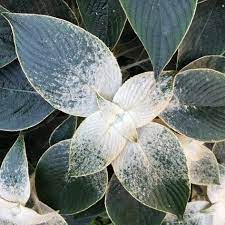 Velvet Shield (Strobilanthes gossypinus)