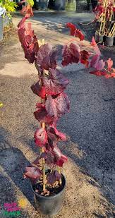 Vitis vinifera Ornamental (Grape -) QLD only