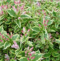 Variegated Weigela Variegata (Weigela florida)