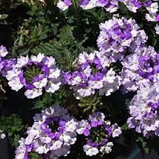Verbena Vanessa Vicolor (Verbena)