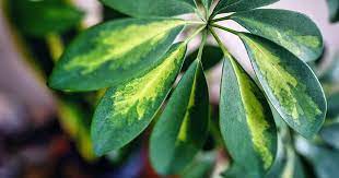Variegated Umbrella Tree variegata (Schefflera spp.) - Ladybird Nursery