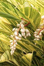 Variegated Shell Ginger Variegata (Alpinia zerumbet) - Ladybird Nursery