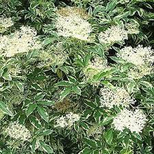 Variegated Elderberry Variegata (Sambucus nigra)