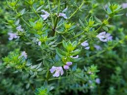 Coastal Rosemary Jervis Gem (Westringia fruticosa) - Ladybird Nursery