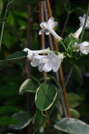 Variegated Madagascar Jasmine variegata (Stephanotis floribunda) - Ladybird Nursery