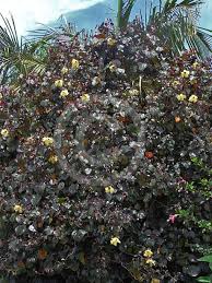 Sea Hibiscus Rubrum (Talipariti tileaceum)