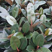 Water Gum Dwarf Burgundy Blush (Tristaniopsis laurina) - Ladybird Nursery