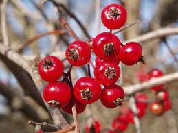 Washington Hawthorn (Crataegus phaenopyrum)