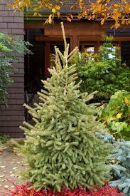White Spruce Christmas Star (Picea glauca) - Ladybird Nursery