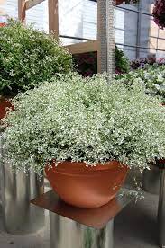 White Sparkles (Euphorbia Stardust)