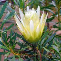 Protea White Repens