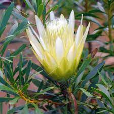 Protea White Repens - Ladybird Nursery