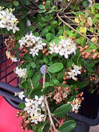 Woombye Phebalium prostrate (Phebalium woombye)