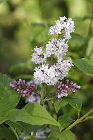 Wolf's Lilac (Syringa wolfii)