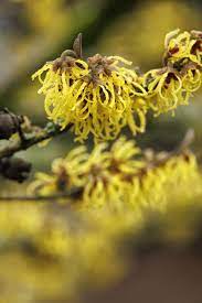 Witch Hazel intermedia Arnold Promise (Hamamelis x)