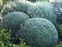 Coastal Rosemary Jervis Gem (Westringia fruticosa) - Ladybird Nursery