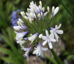 Agapanthus Cloudy Days