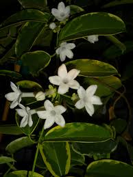 Variegated Madagascar Jasmine variegata (Stephanotis floribunda)