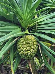 Screw Pine Assorted (Pandanus)