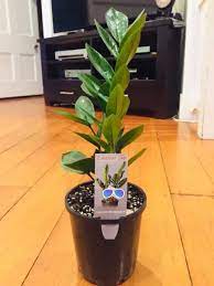 Yellow Spiral Ginger (Dimerocostus strobilaceous)