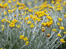 Yellow Buttons Desert Flame (Chrysocephalum apiculatum)
