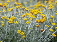 Yellow Buttons (Chrysocephalum apiculatum) - Ladybird Nursery