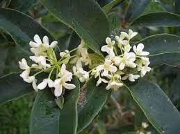Yesterday, Today, and Tomorrow White Caps (Brunfelsia undulata) - Ladybird Nursery