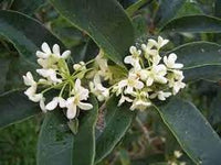 Yesterday, Today, and Tomorrow White Caps (Brunfelsia undulata) - Ladybird Nursery