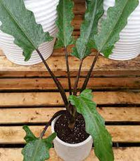 Purple Sword (Alocasia lauterbachiana) - Ladybird Nursery