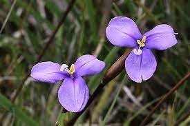Purple Flag (Patersonia occidentalis)