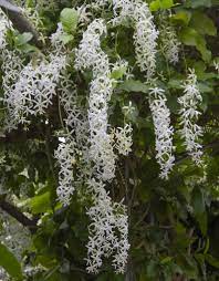 Queen’s Wreath Alba (Petrea volubilis) - Ladybird Nursery