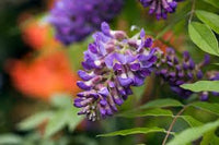 Wisteria Amethyst Falls (Wisteria frutescens) - Ladybird Nursery