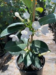 Variegated Madagascar Jasmine variegata (Stephanotis floribunda) - Ladybird Nursery