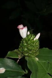 African Costus (Costus afer) - Ladybird Nursery