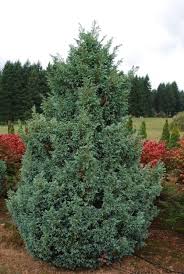 Sawara Cypress Boulevard (Chamaecyparis pisifera) - Ladybird Nursery