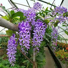 Queen’s Wreath (Petrea volubilis)