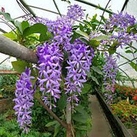 Queen’s Wreath (Petrea volubilis)