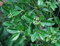 Psychotria daphnoides