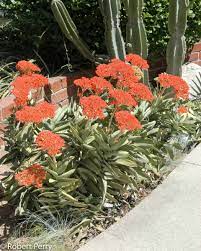 Propellor Plant var falcata (Crassula perfoliata)
