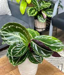 Prayer Plant Jungle Rose (Calathea Jungle) - Ladybird Nursery