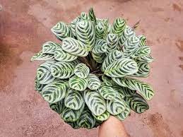 Prayer Plant (Calathea burle - marxii) - Ladybird Nursery