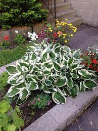 Plantain Patriot Lily (Hosta )