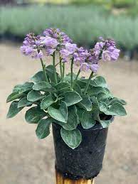 Plantain Lily Blue Mouse Ears (Hosta ) - Ladybird Nursery