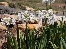 Agapanthus Cloudy Days - Ladybird Nursery