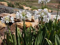 Agapanthus Cloudy Days