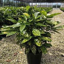 Variegated Japanese Laurel Variegata Gold Dust Plant (Aucuba japonica)