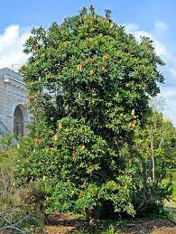 Saw Banksia (Banksia serrata)