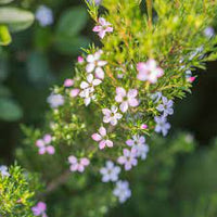 Pink Diosma (Coleonema pulchellum) - Ladybird Nursery