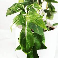 Philodendron Rudolph