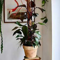 Philodendron Royal Queen